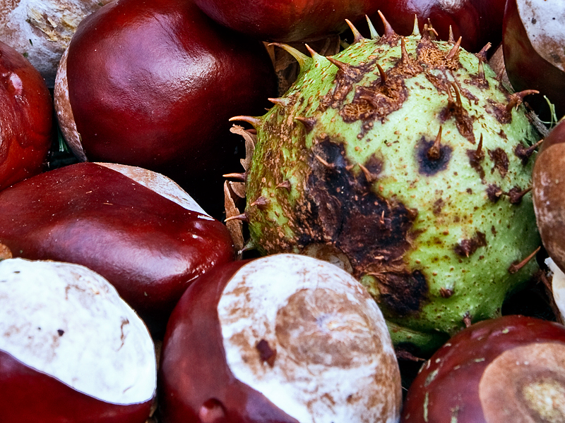 It's Officially Autumn! My Conker Photographs