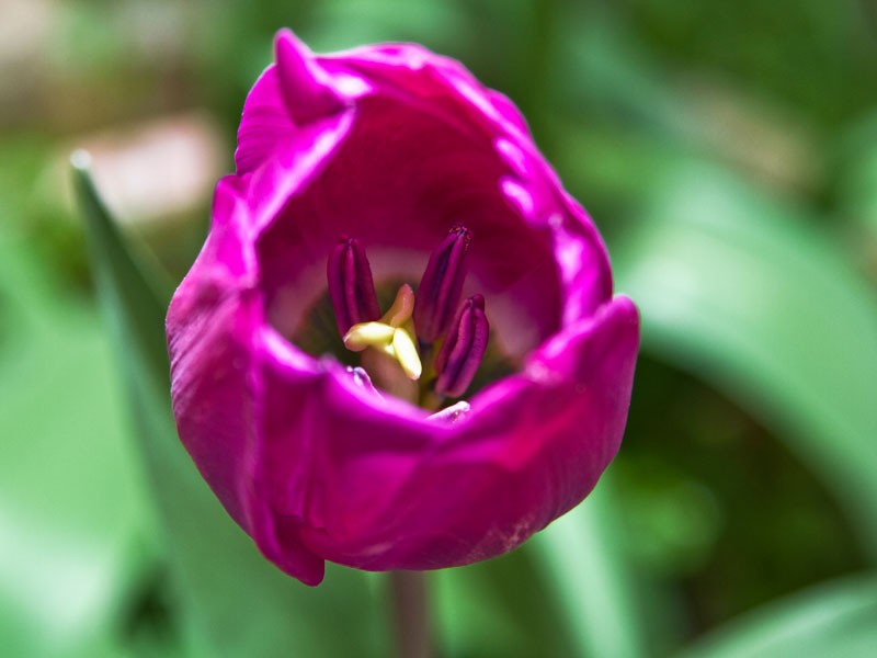 Red Apple and Purple Tulips Stock Photography