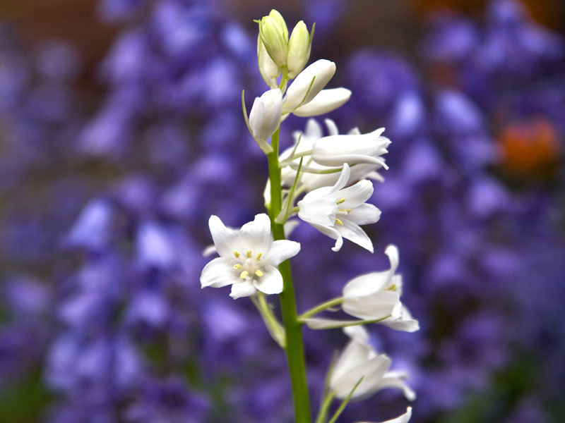 Blue Bell and White Bell Flowers Photography